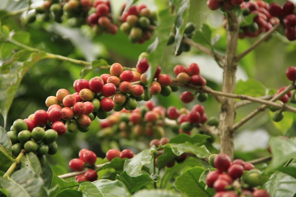 coffee-caffeine-drink-3911700 coffee, caffeine, drink-3911700.jpg