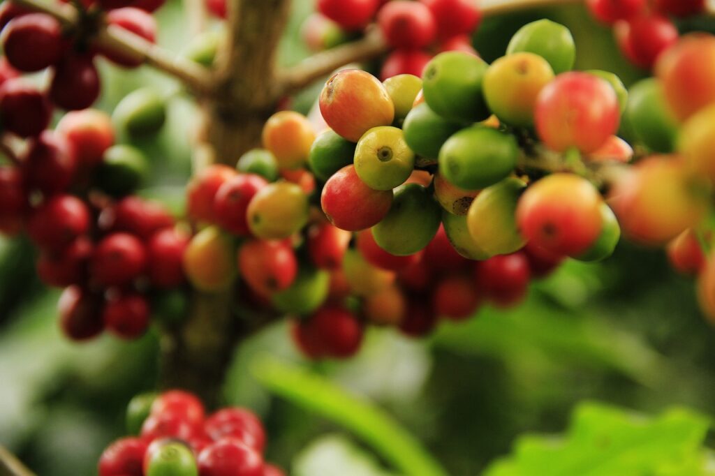 coffee-grains-mature-farming-1474601 coffee grains, mature, farming-1474601.jpg