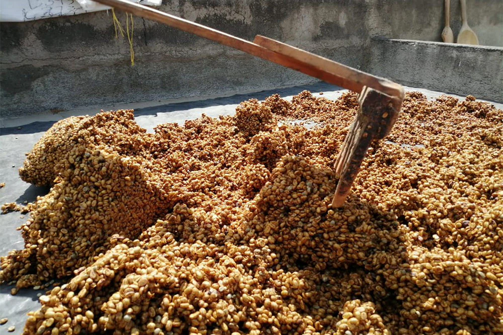 honey-process-coffee