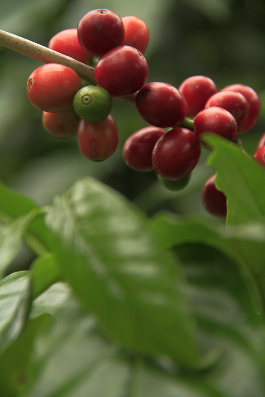 coffee, fruit, plant-1485596.jpg