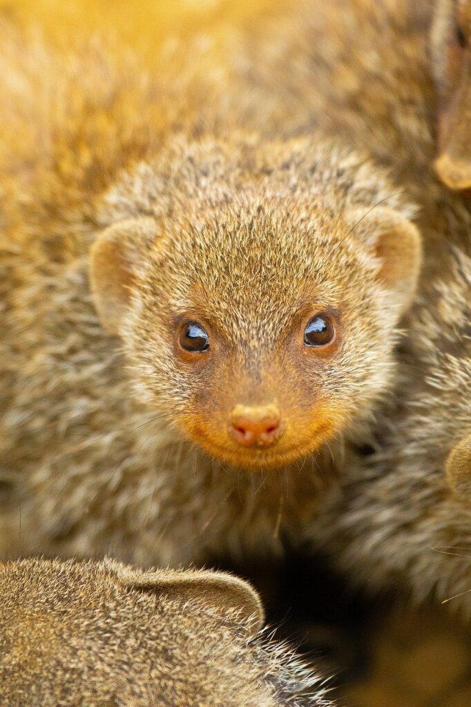 mongoose, nature, meerkat-8327462.jpg
